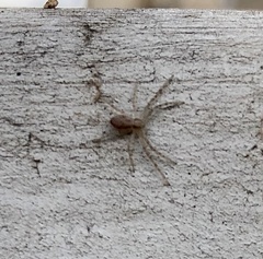 Philodromus albidus