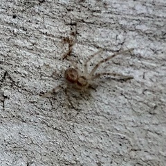 Philodromus albidus