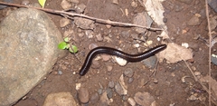 Spinotarsus