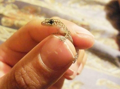 Hemidactylus turcicus