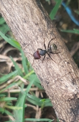 Camponotus sericeus