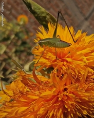 Scudderia mexicana