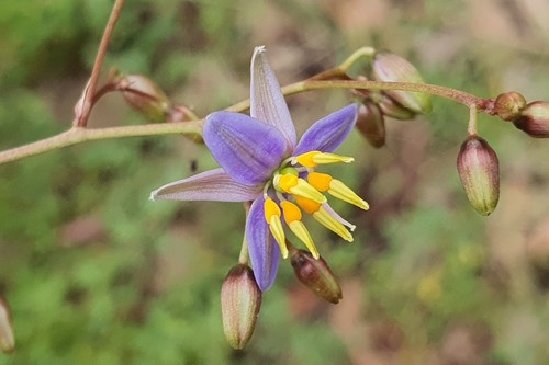 Pale Flax Lily Dianella Longifolia Inaturalist