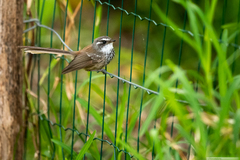 Rhipidura verreauxi verreauxi