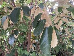 Pterospermum heterophyllum