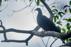 Columba vitiensis hypoenochroa