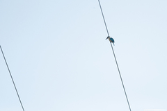 Todiramphus sanctus canacorum