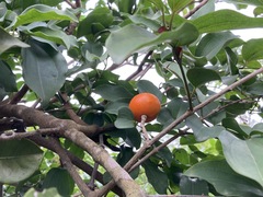 Strychnos angustiflora
