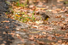 Eopsaltria flaviventris