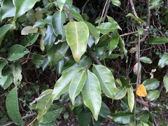 Melodinus suaveolens