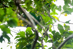 Drepanoptila holosericea