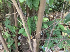 Pterospermum heterophyllum