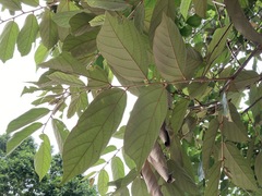 Pterospermum heterophyllum