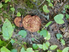 Gastroboletus ruber