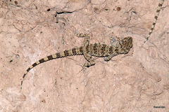 Tenuidactylus caspius