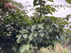 Strychnos angustiflora