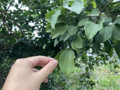 Strychnos angustiflora