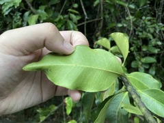 Melodinus suaveolens