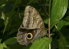 Caligo telamonius memnon