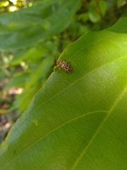 Plectonycha correntina