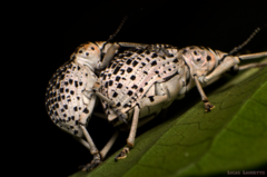 Cydianerus latruncularius