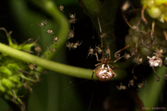 Nihonhimea tesselata