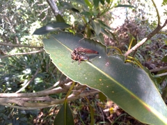 Zosteria nigrifemorata