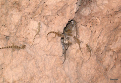 Tenuidactylus caspius