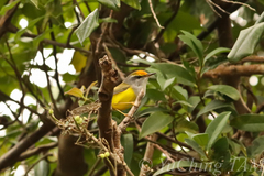 Phyllergates cucullatus