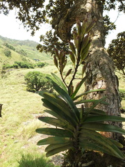 Aerides ringens