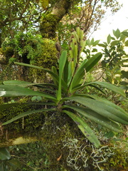 Aerides ringens