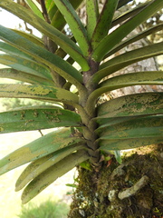 Aerides ringens