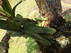 Aerides ringens