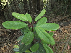 Daphniphyllum neilgherrense
