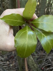 Cissus sterculiifolia