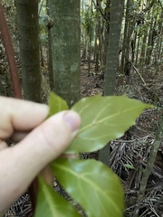 Cissus sterculiifolia