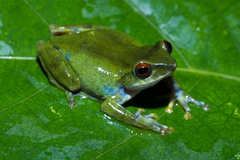 Beddome's Bush Frog photo 3