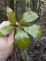 Cissus sterculiifolia