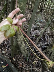Cissus sterculiifolia