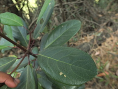 Daphniphyllum neilgherrense