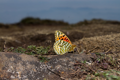 Argynnis castetsi