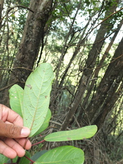 Daphniphyllum neilgherrense