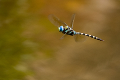Anax immaculifrons