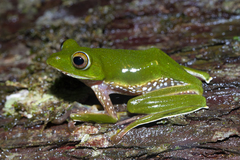 Rhacophorus pseudomalabaricus