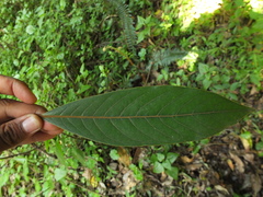 Litsea ligustrina