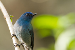 Eumyias albicaudatus