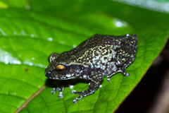 Koadaikanal Bush Frog photo 3