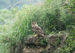 Bubo bengalensis
