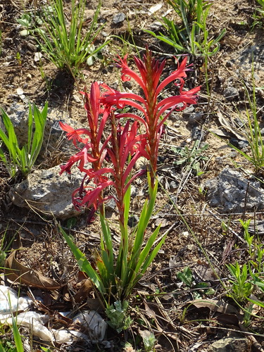 Image of Watsonia gladioloides by (c) Shaun Swanepoel, some rights reserved (CC BY)