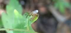 Eucharitidae